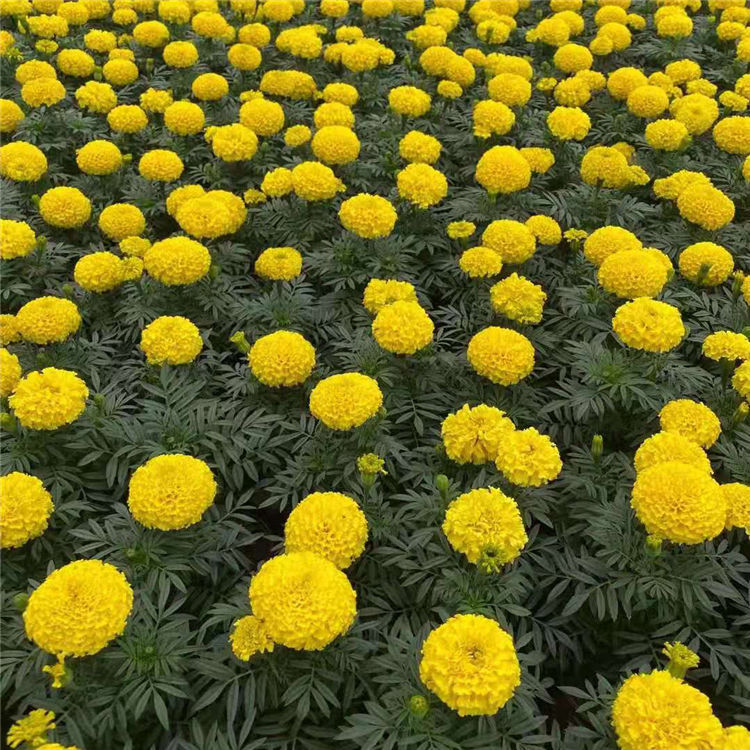 轩琪批发万寿菊花苗 万寿菊花苗基地 来电咨询