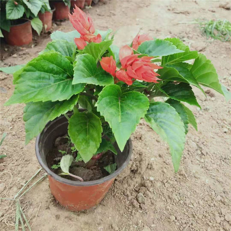 一串红小苗种植基地 好成活的一串红小苗 观赏价值高