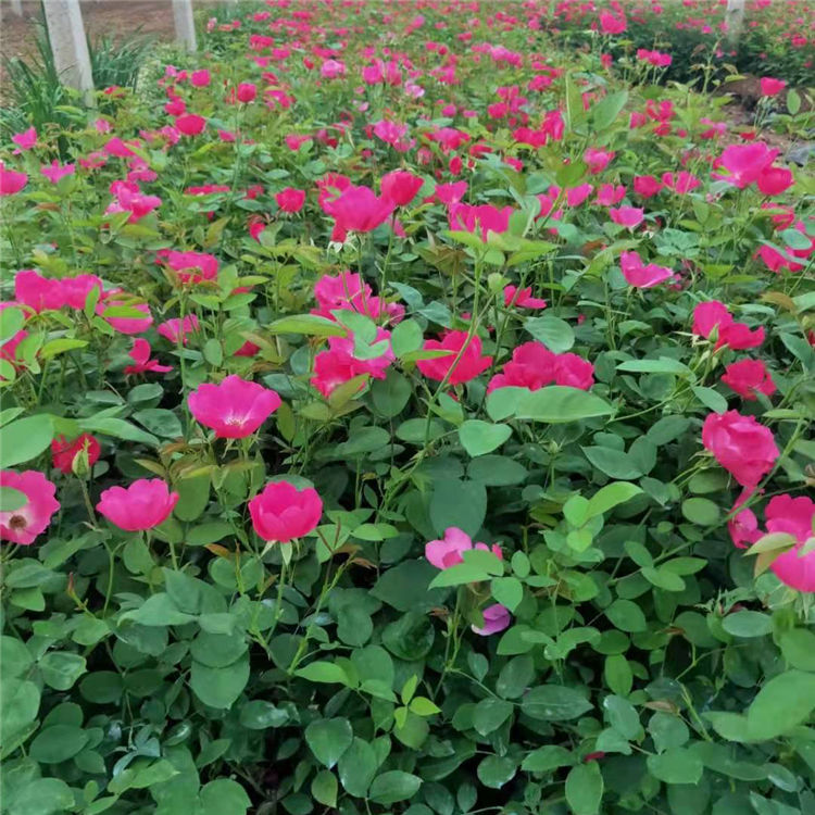 轩琪供应丰花月季 丰花月季批发 欢迎来电