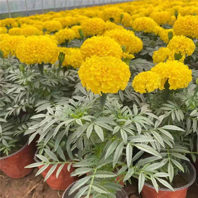 万寿菊小苗培育基地 苗圃直发万寿菊小苗 价格优惠