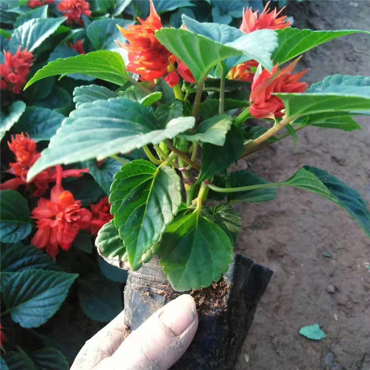 苗圃直发一串红花苗 一串红花苗价格 量大价优