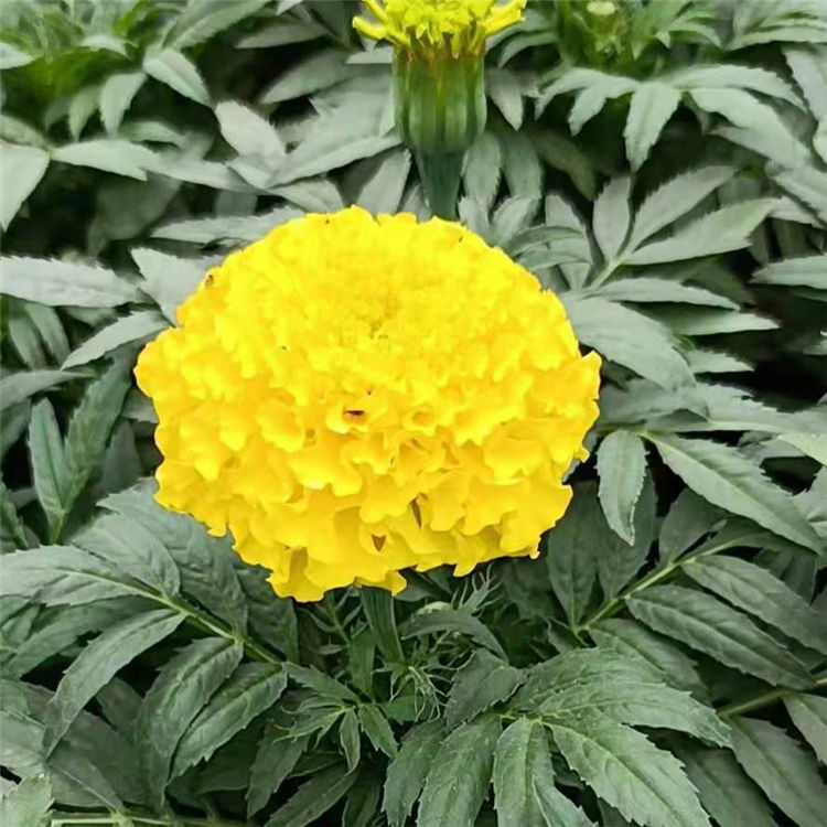 轩琪批发万寿菊 万寿菊批发基地 价格优惠