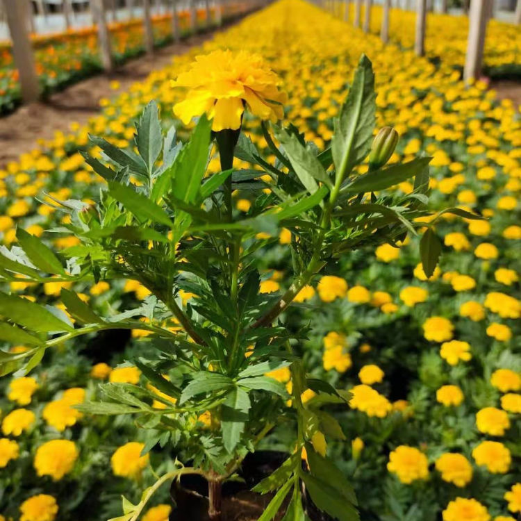 多花色孔雀草培育基地 轩琪批发多花色孔雀草 观赏价值高
