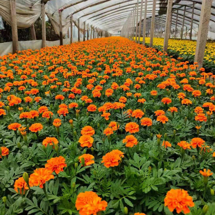 孔雀草基地 轩琪批发孔雀草 欢迎来电