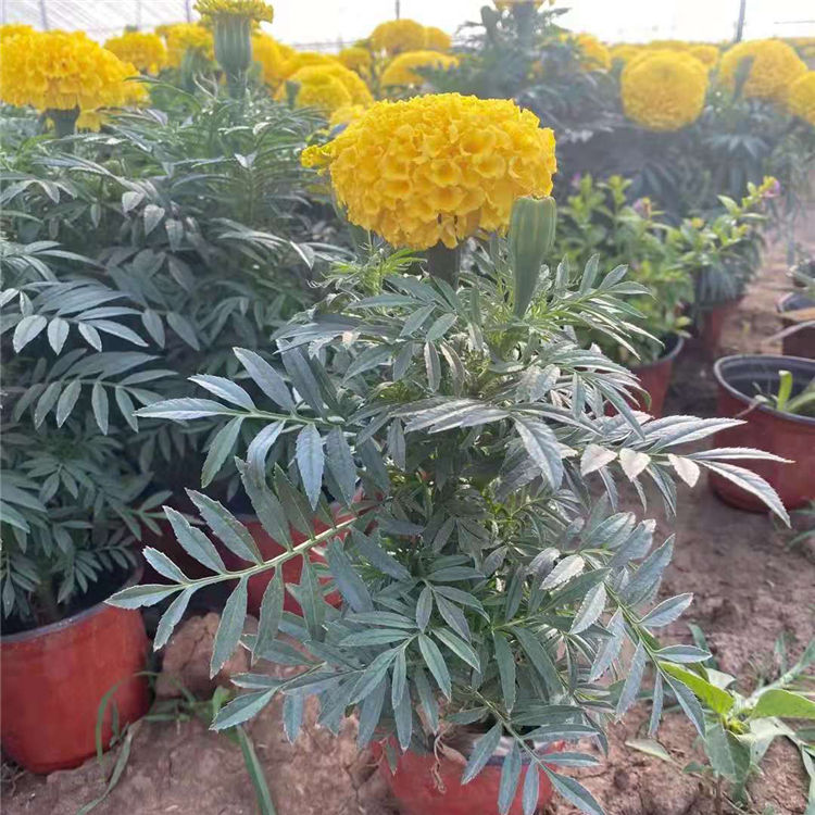 好成活的万寿菊 万寿菊种植基地 大量供应