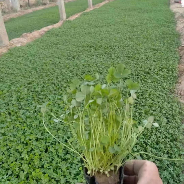 好成活的白三叶盆栽 白三叶盆栽价格 来电咨询