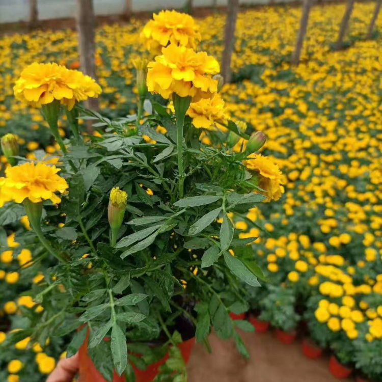 基地供应多花色孔雀草 多花色孔雀草价格 大量供应