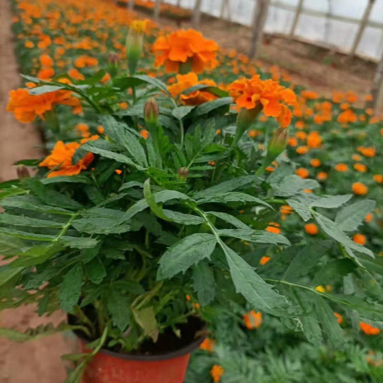 孔雀草小苗批发基地 山东孔雀草小苗 量大价优