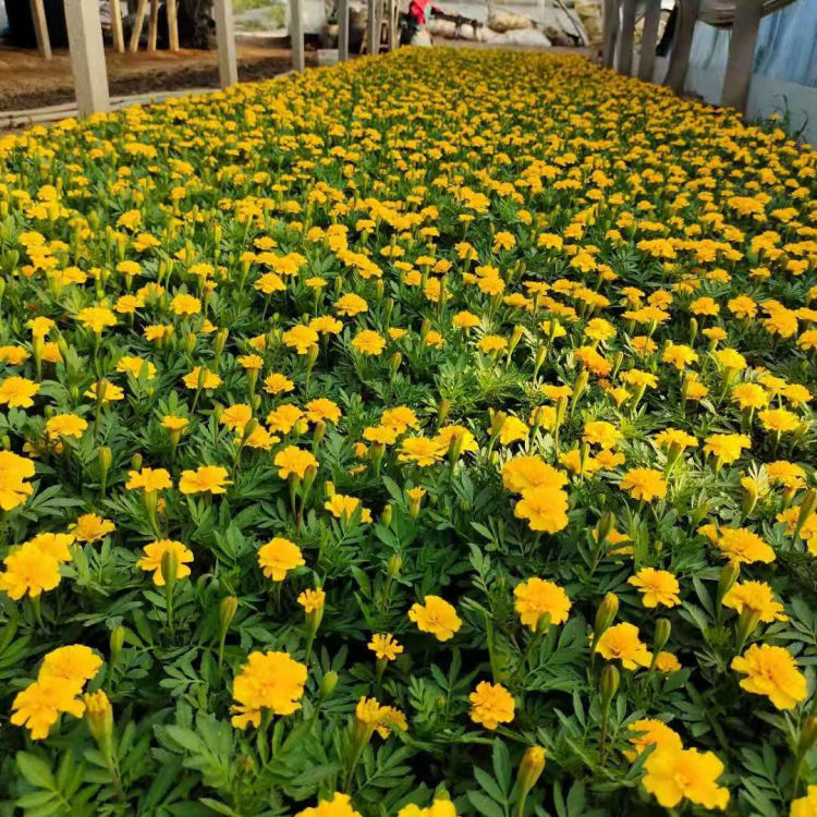 山东孔雀草小苗 孔雀草小苗基地 量大价优