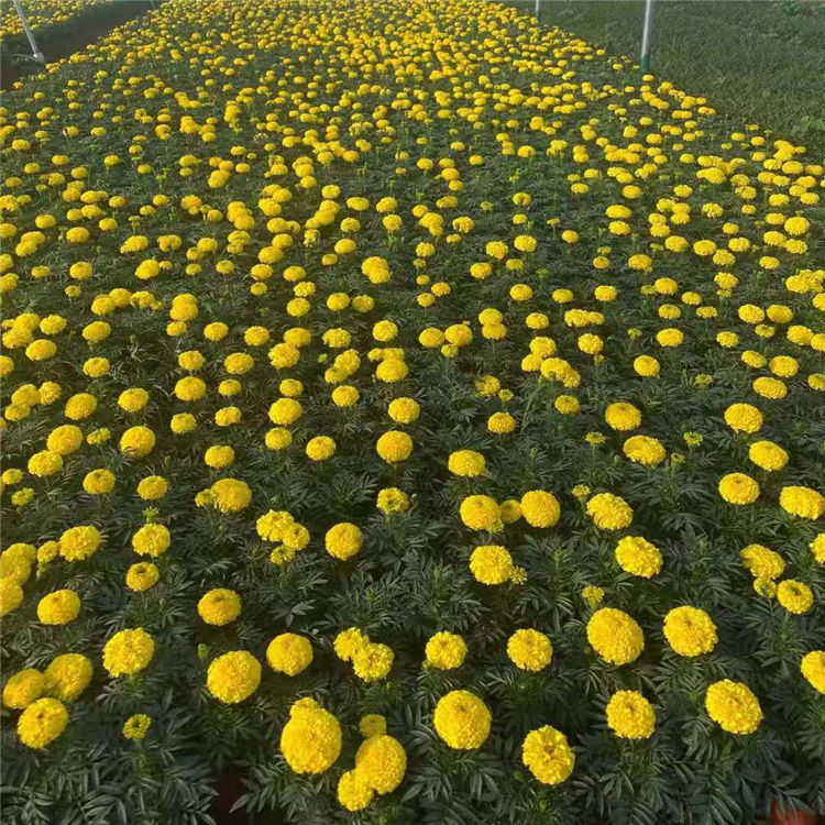 万寿菊种植基地 轩琪供应万寿菊 量大价优