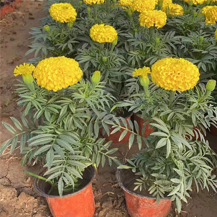 基地供应万寿菊盆栽 万寿菊盆栽批发 观赏价值高