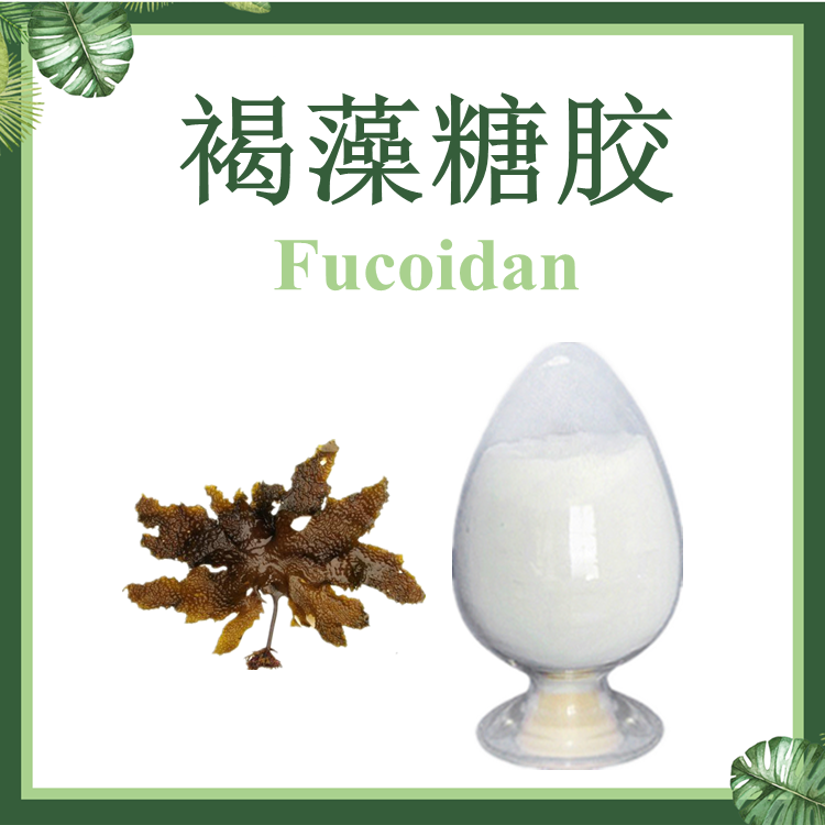 Fucoidan 岩藻多糖 褐藻糖胶 褐藻糖胶硫酸酯