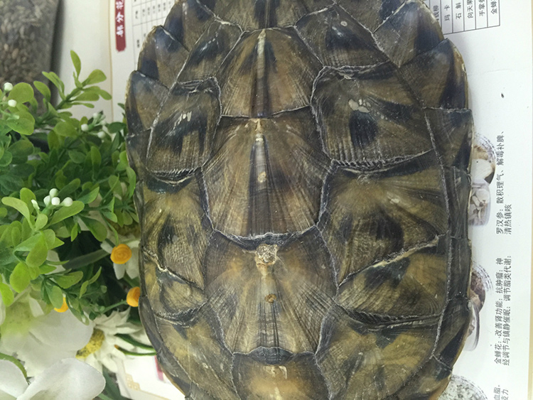 孟现良中药材醋龟甲 醋龟甲中药材批发零售 醋龟甲产地货源 醋龟甲低价批发 醋龟甲亳州直发