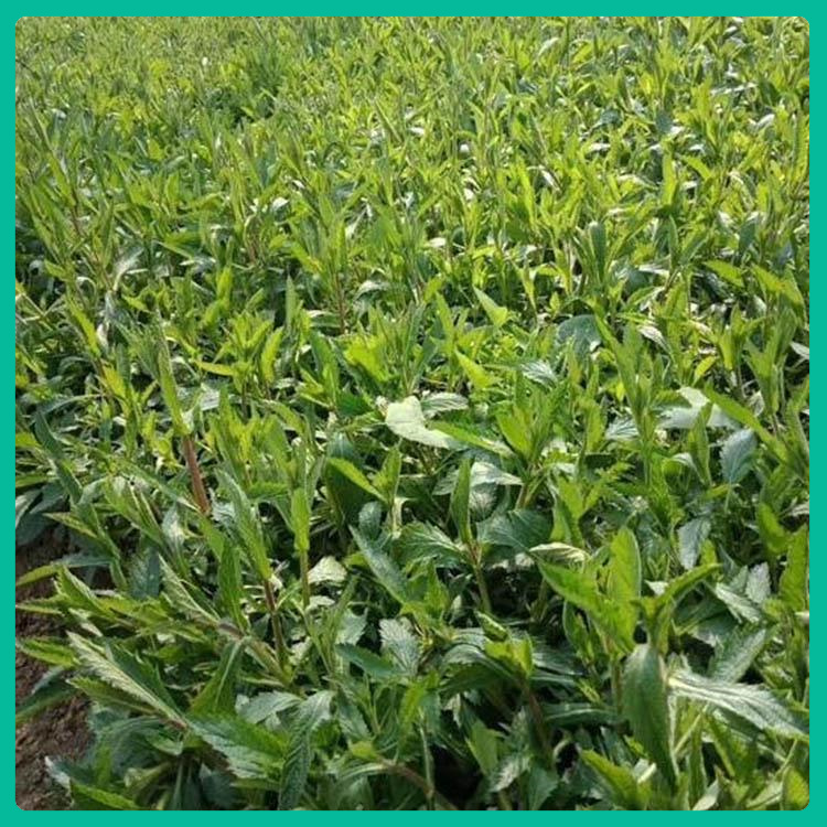山东草花基地直售  柳叶马鞭草  全年皆可开花