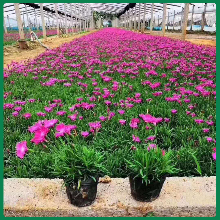 欧石竹价格  绿植盆栽欧石竹   耐寒抗旱