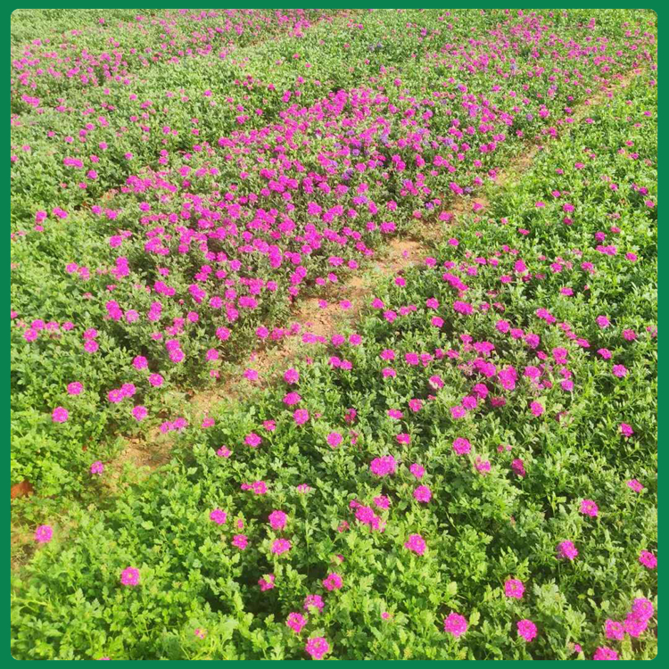  美女樱培育基地  街道观赏花海美女樱   色彩丰富艳丽