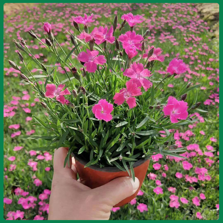  四季常绿欧石竹苗  国庆租摆用花  花期长  观赏性好