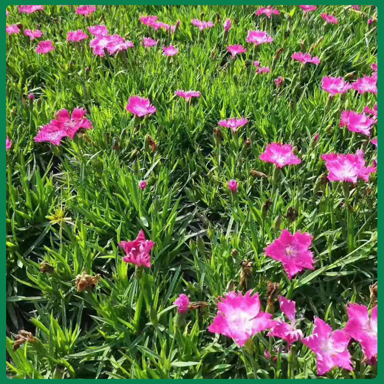 欧石竹基地  基地供应欧石竹   花色艳丽