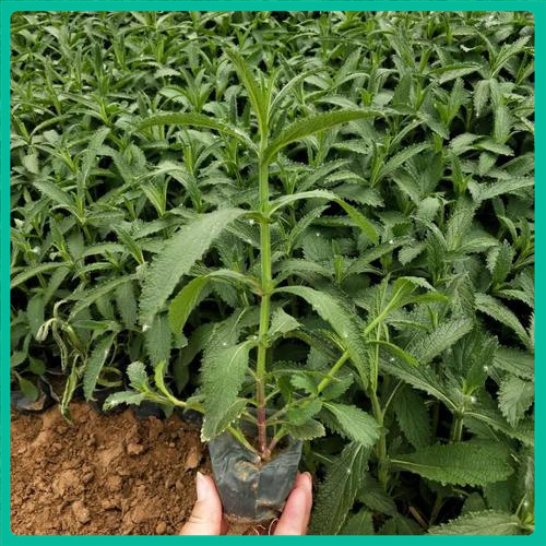 山东草花基地直售  别墅区绿植马鞭草花海效果  多年生直立草本植物