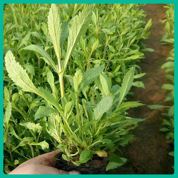山东草花基地直售  耐旱马鞭草苗  打造网红花海