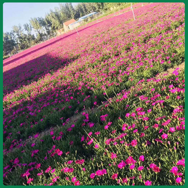 欧石竹基地  花海用花欧石竹杯苗   “开花草坪”