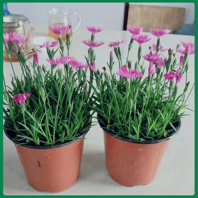 欧石竹基地  双色盆欧石竹   “开花草坪”