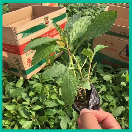 植物园林景观布置  别墅区绿植马鞭草花海效果  喜温暖气候