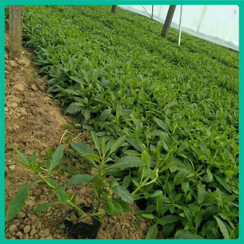 宿根马鞭草草本花卉  桑托斯马鞭草  喜温暖气候