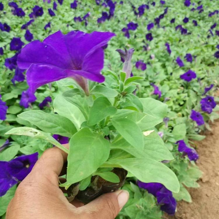 青北源批发垂吊牵牛小苗 垂吊牵牛小苗供应 大量供应