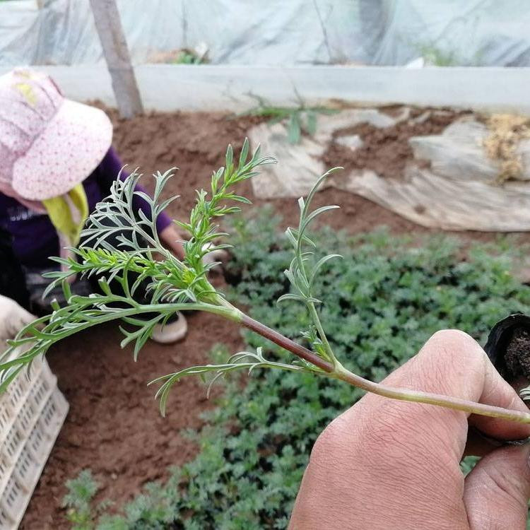 波斯菊小苗供应 山东波斯菊小苗 大量供应