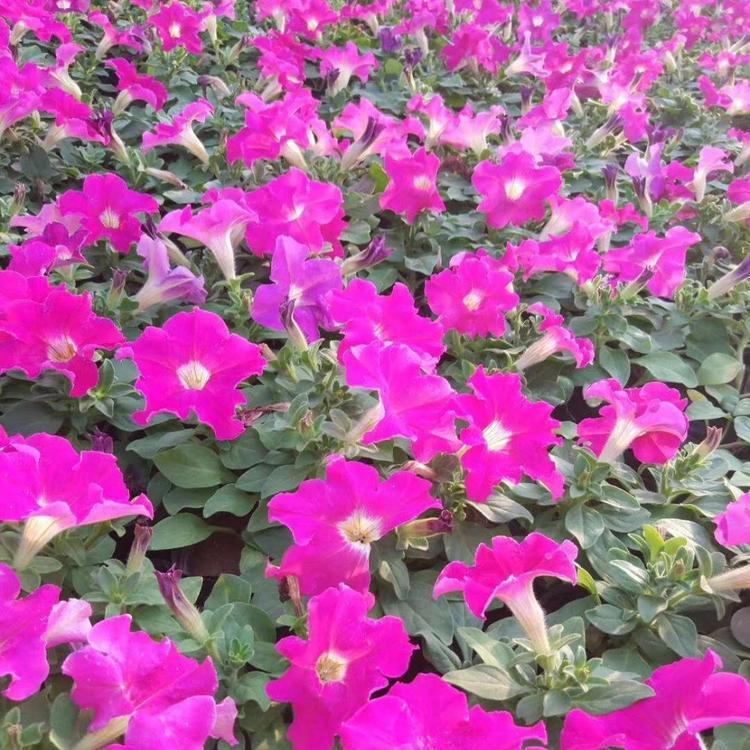 牵牛批发基地 好成活的牵牛 来电咨询