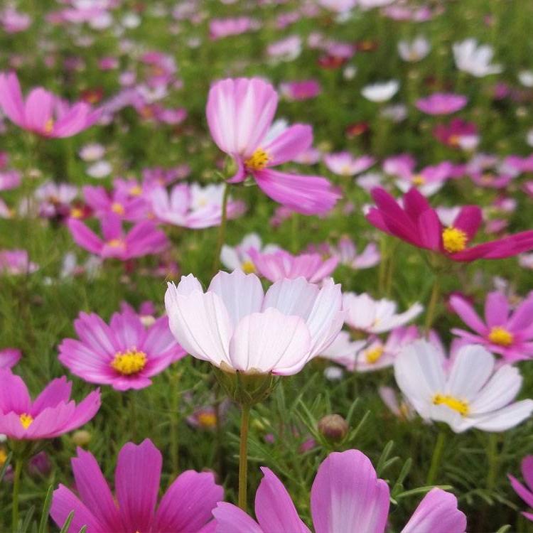 波斯菊小苗培育基地 好成活的波斯菊小苗 欢迎来电