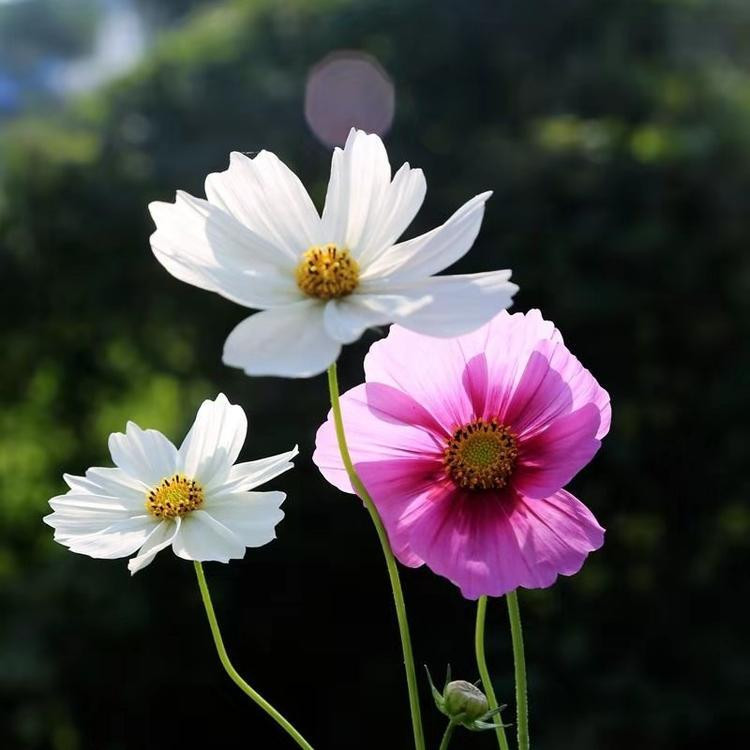 青北源波斯菊花苗 波斯菊花苗批发 来电咨询
