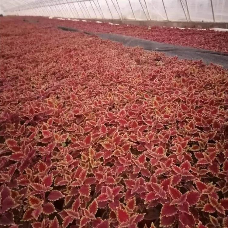 苗圃直发彩叶草小苗 彩叶草小苗培育基地 大量供应