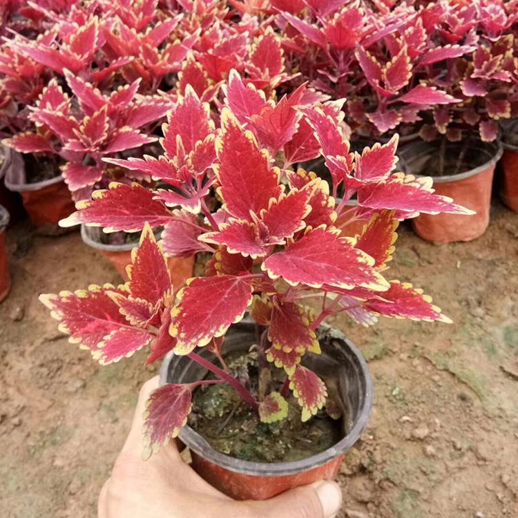 基地供应彩叶草 彩叶草培育基地 量大价优