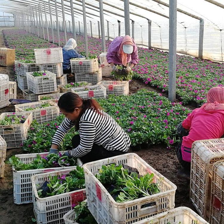 垂吊牵牛小苗供应 青北源批发垂吊牵牛小苗 观赏价值高