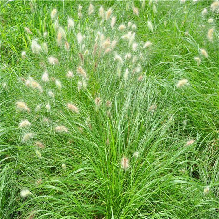 江瑞园艺常年出售观赏草 各种观赏草基地 规格齐全