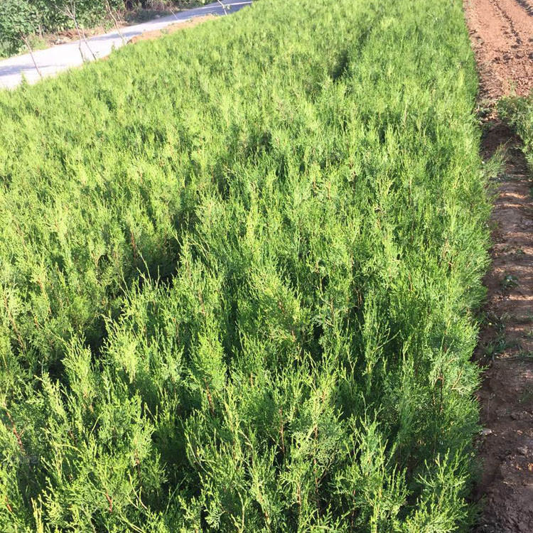 北京侧柏公园 绿篱用苗侧柏基地 江瑞直批