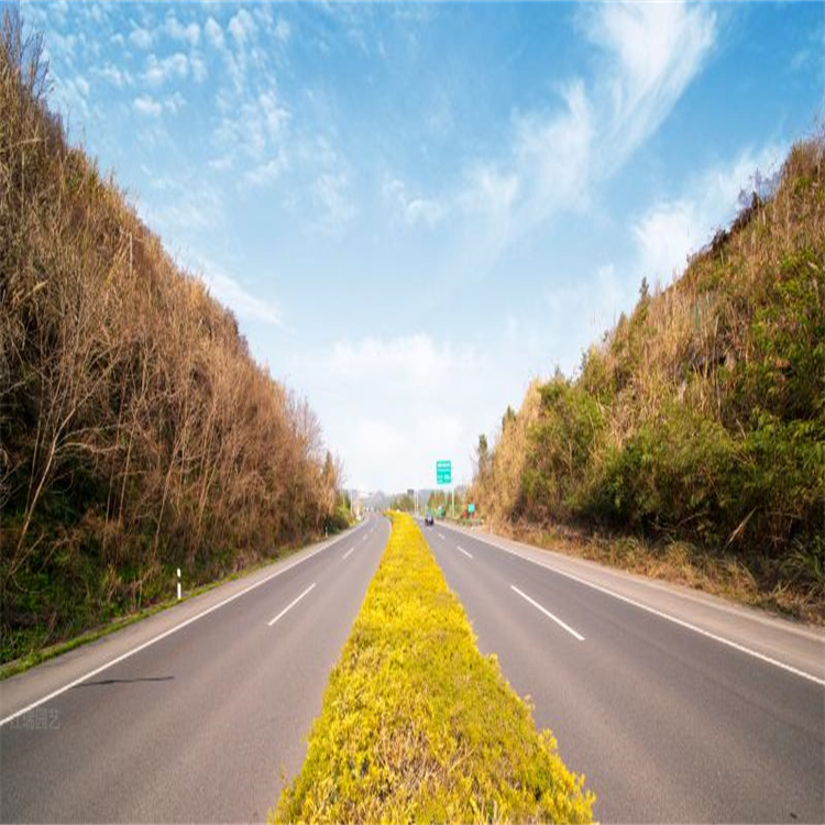 美丽乡村道路绿化 公路绿化策划 公路绿化苗木 基地直批