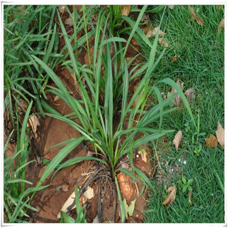 山东蛇鞭菊种植户 露天种植蛇鞭菊方法 全国发货