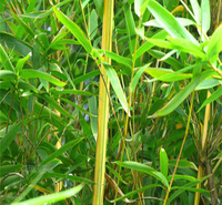 淡竹批发基地 园林绿化竹子小苗 量大从优 致电咨询