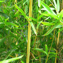 淡竹批发基地 园林绿化竹子小苗 量大从优 致电咨询