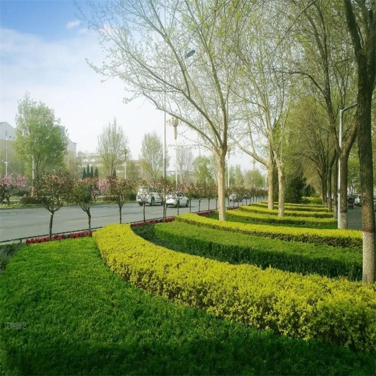 道路绿化策划与施工 公路两侧绿化苗木供应 欢迎在线咨询
