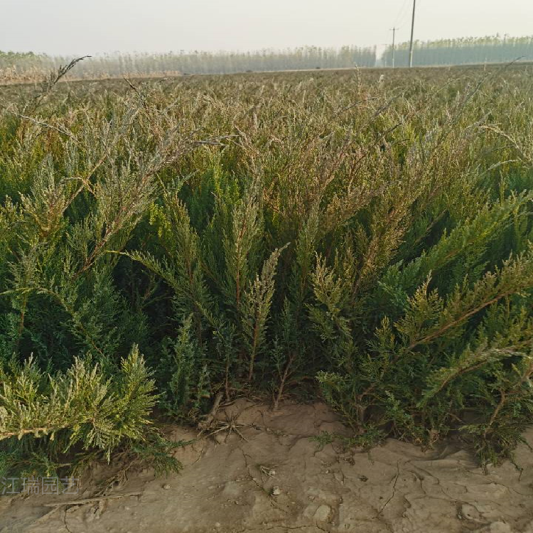 侧柏供应 山东侧柏种植基地 量大从优