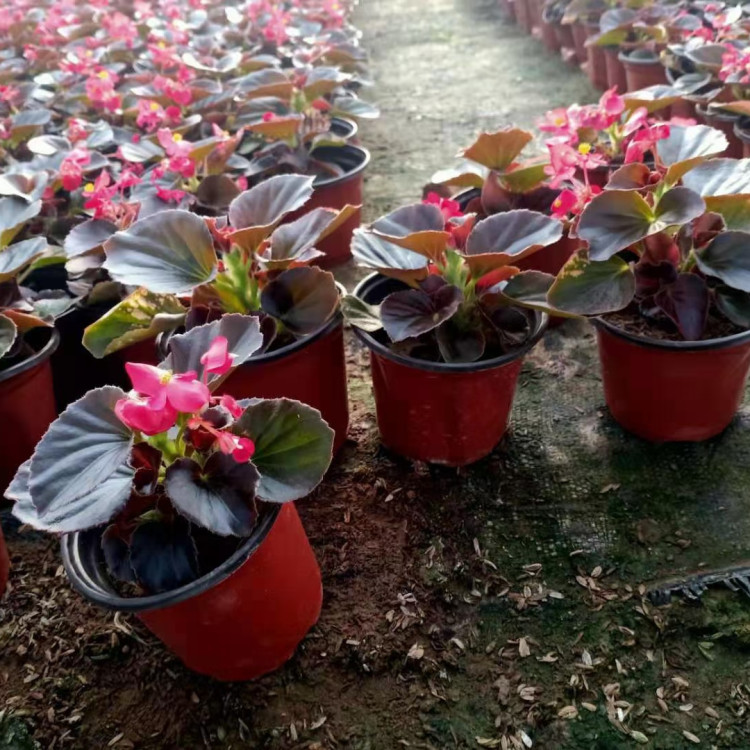 耐寒花卉四季海棠  四季海棠批发  春秋开花，花期长