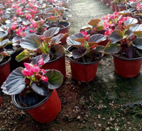 耐寒花卉四季海棠  四季海棠批发  春秋开花，花期长