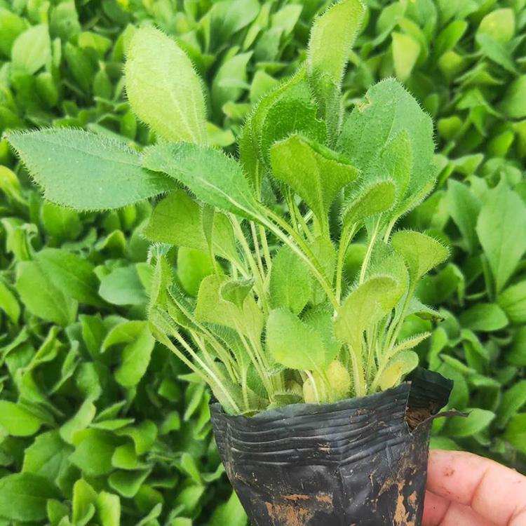 耐寒黑心菊  黑心菊基地  常作花坛、花径材料