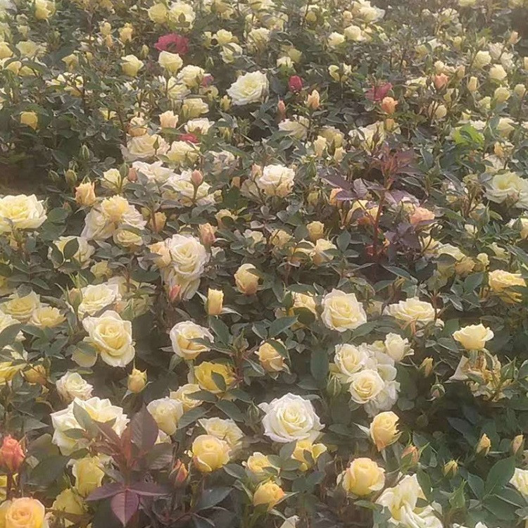 花架绿篱观赏月季花   欧月基地   抗寒耐寒观赏性好