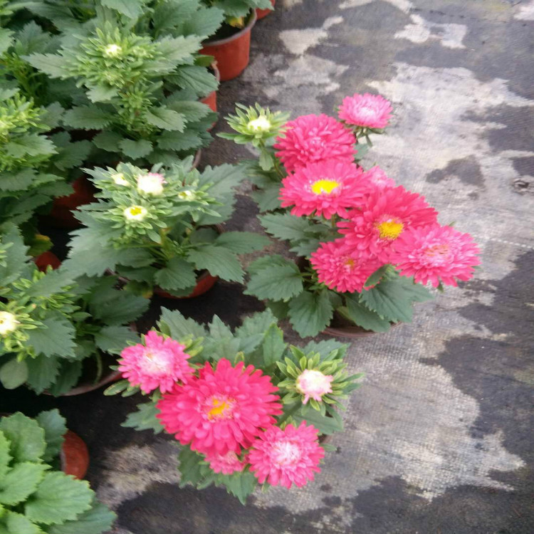 时令草花翠菊  草花翠菊  山坡草丛绿化苗