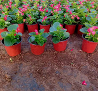 公园租摆草花  四季海棠供应商  花朵繁密，色系丰富